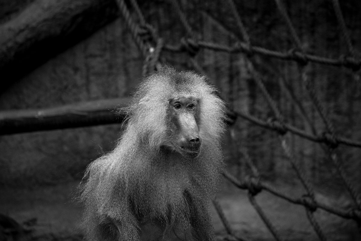 The-Monkeyrepublic-die-Affenrepublik-by-Daniel-Zakharov-03