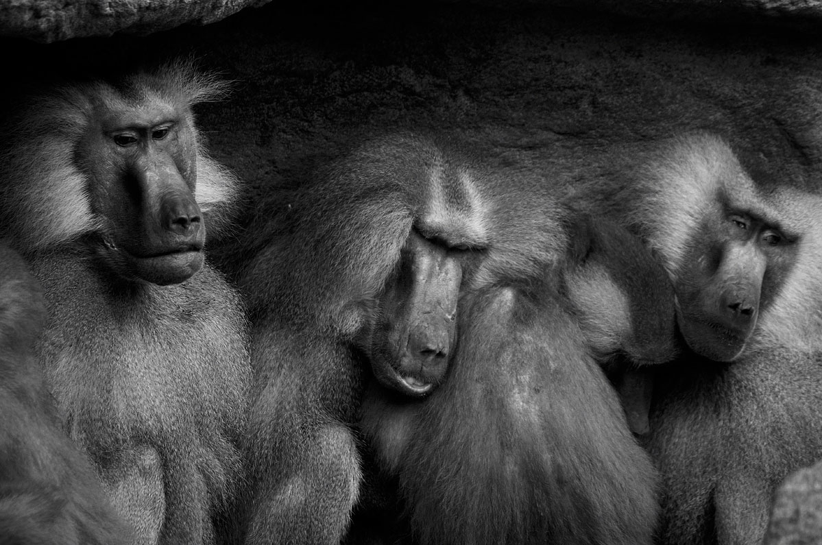 The-Monkeyrepublic-die-Affenrepublik-by-Daniel-Zakharov-37