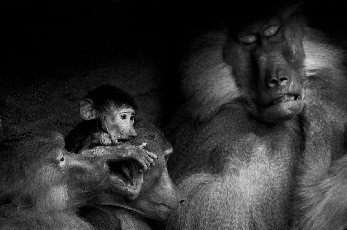 The-Monkeyrepublic-die-Affenrepublik-by-Daniel-Zakharov-41