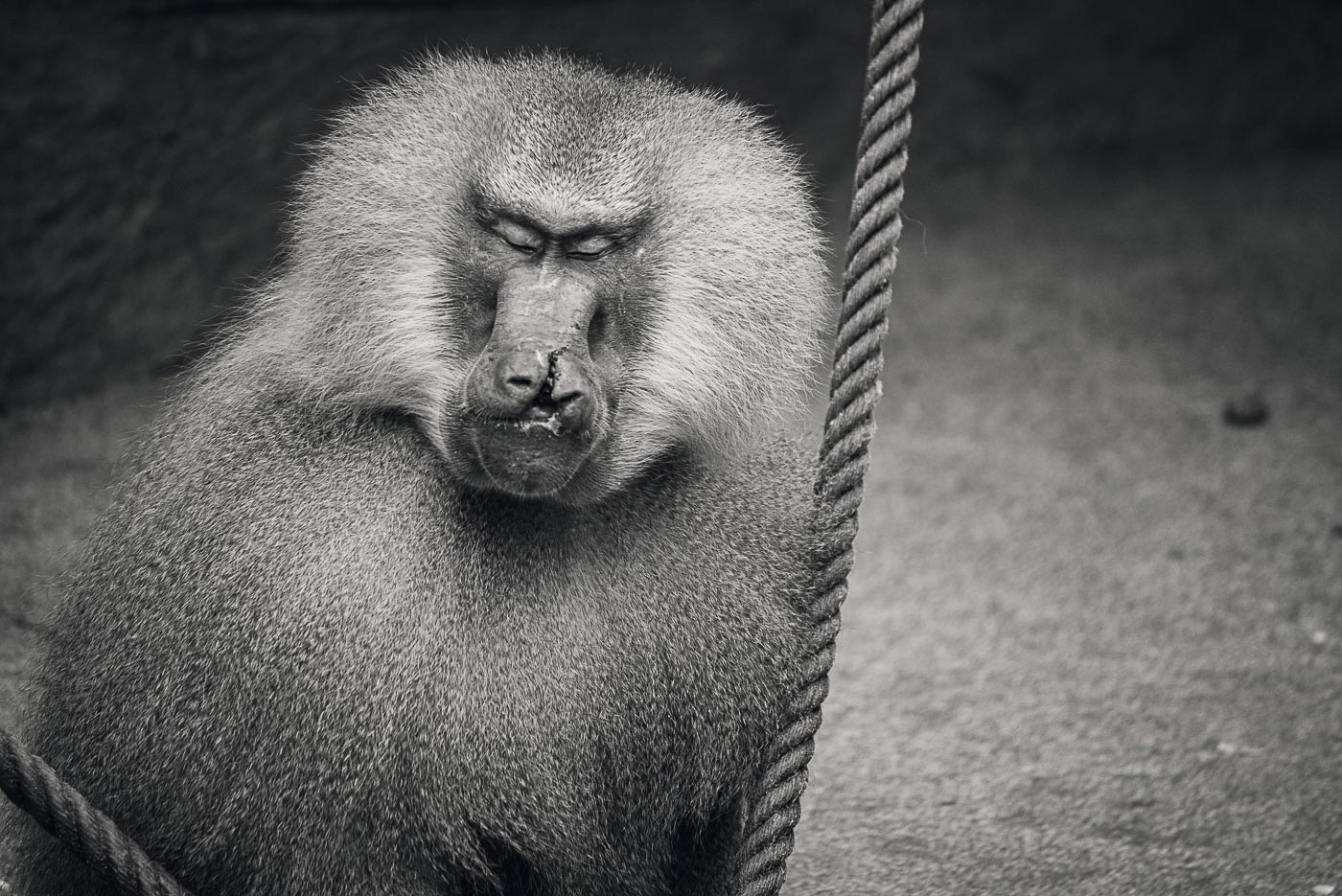 The-Monkeyrepublic-die-Affenrepublik-by-Daniel-Zakharov-58